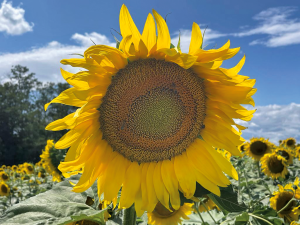 Tournesol_6